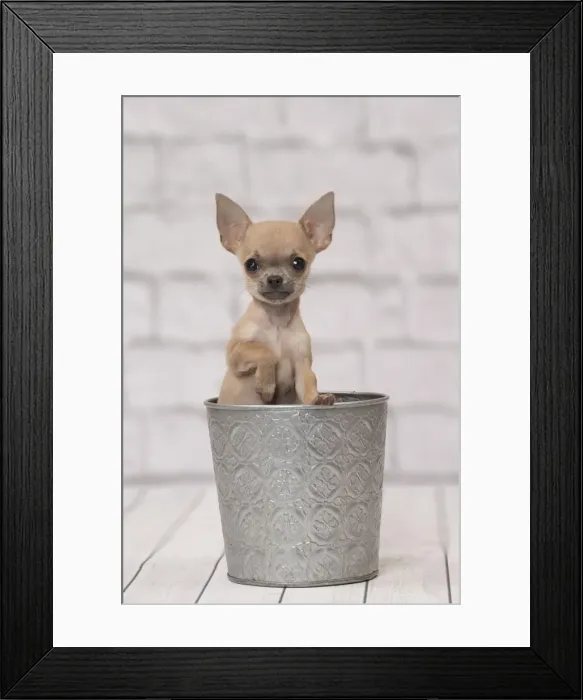 Framed Print : Picture No. 11092254 Framed Print : Picture No. 11092254