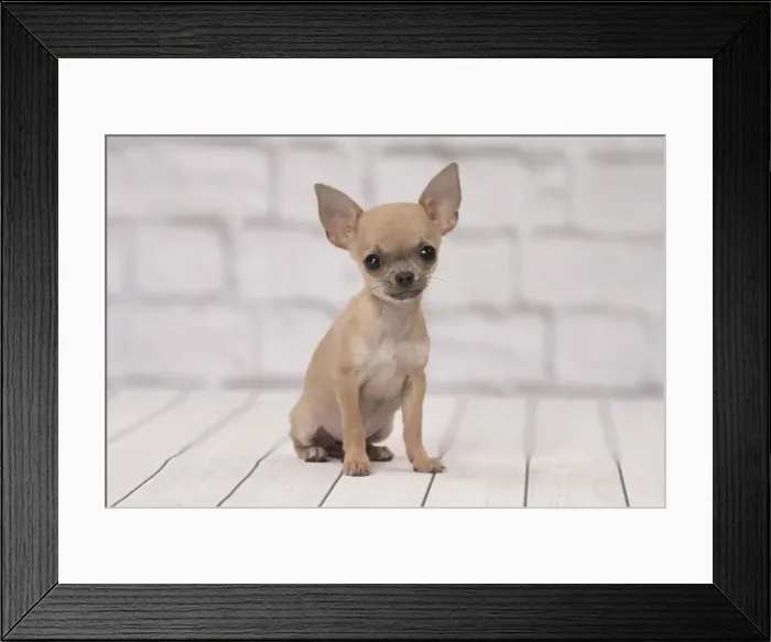 Framed Print : Picture No. 11092255 Framed Print : Picture No. 11092255