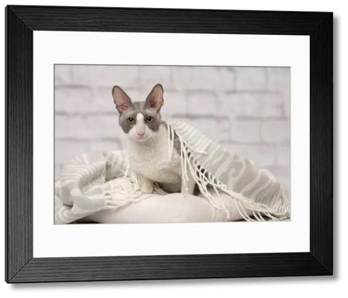 Framed Print : Picture No. 11092259 Framed Print : Picture No. 11092259