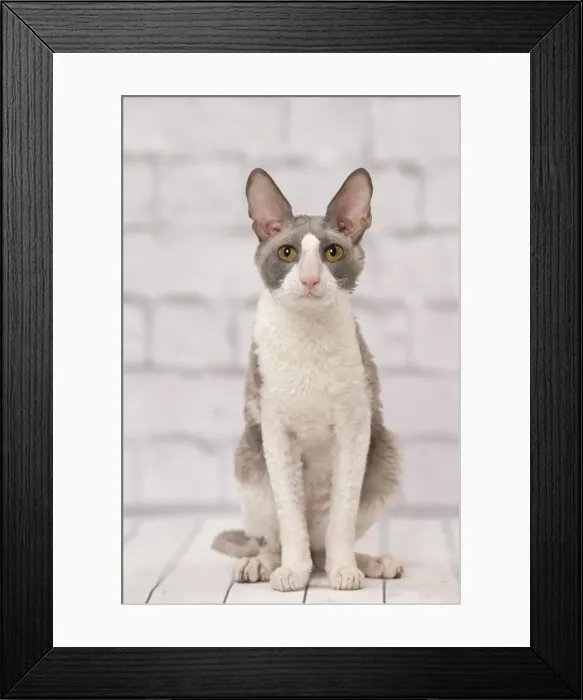 Framed Print : Picture No. 11092261 Framed Print : Picture No. 11092261