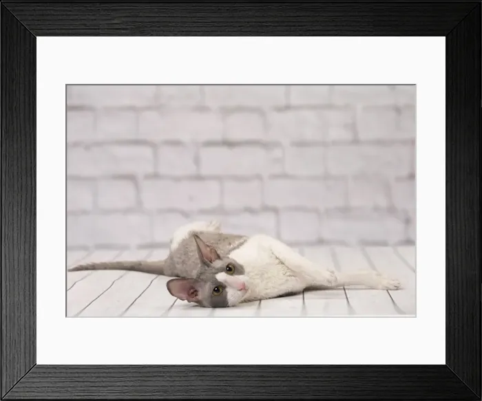Framed Print : Picture No. 11092262 Framed Print : Picture No. 11092262