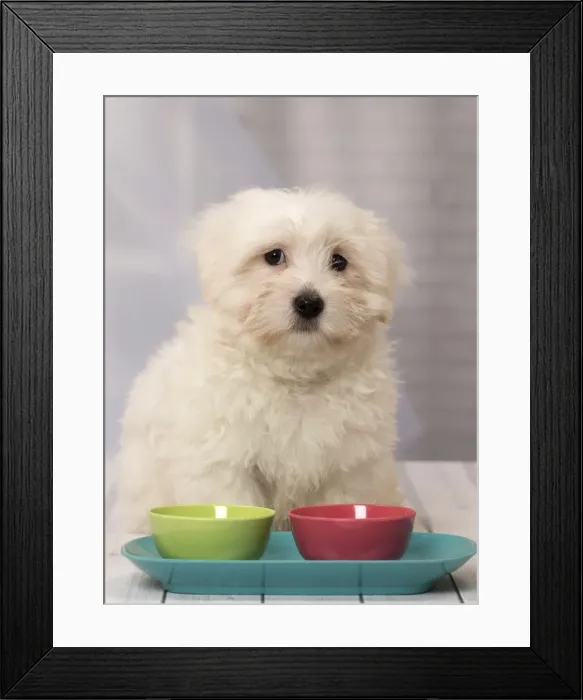 Framed Print : Picture No. 11092263 Framed Print : Picture No. 11092263