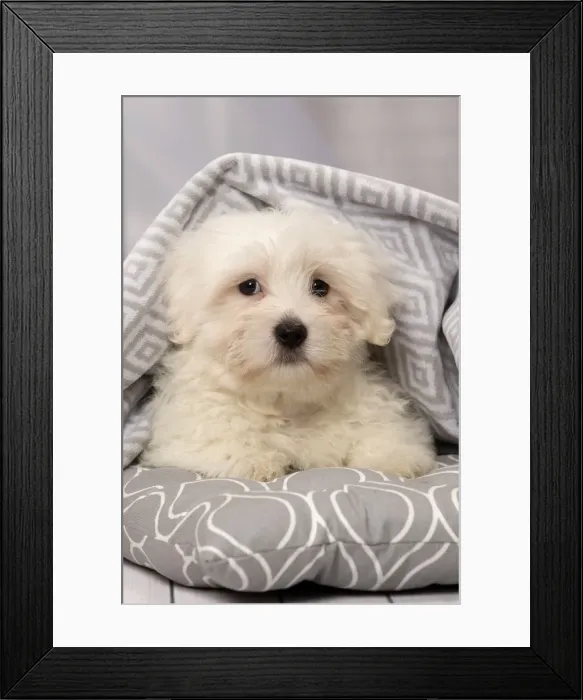 Framed Print : Picture No. 11092264 Framed Print : Picture No. 11092264