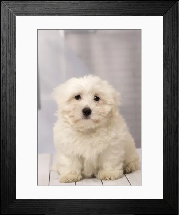 Framed Print : Picture No. 11092265 Framed Print : Picture No. 11092265