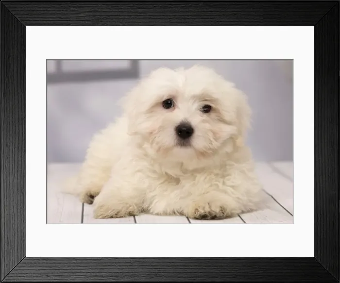 Framed Print : Picture No. 11092266 Framed Print : Picture No. 11092266