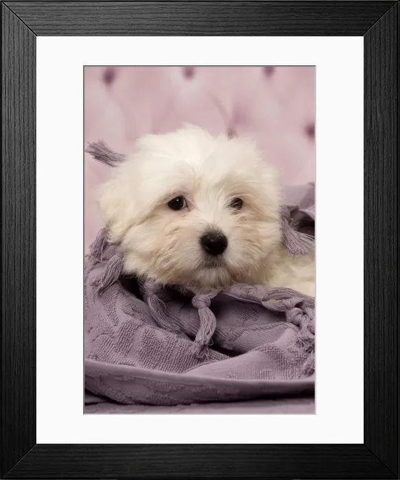Framed Print : Picture No. 11092267 Framed Print : Picture No. 11092267