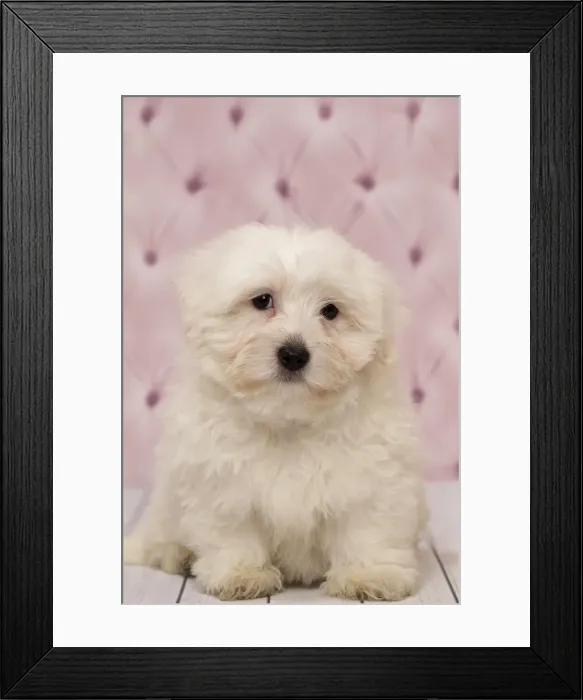Framed Print : Picture No. 11092268 Framed Print : Picture No. 11092268