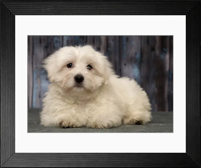 Framed Print : Picture No. 11092269 Framed Print : Picture No. 11092269
