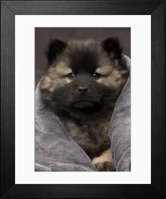 Framed Print : Picture No. 11092271 Framed Print : Picture No. 11092271
