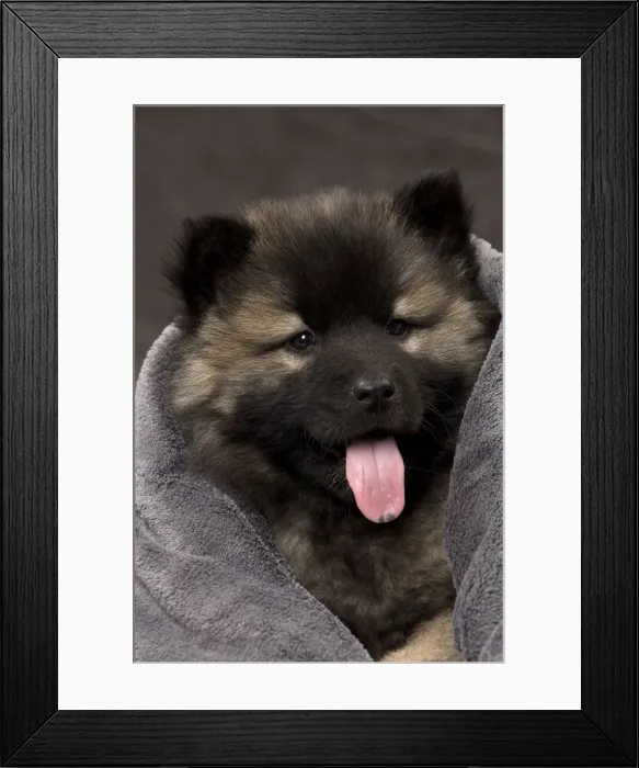 Framed Print : Picture No. 11092272 Framed Print : Picture No. 11092272