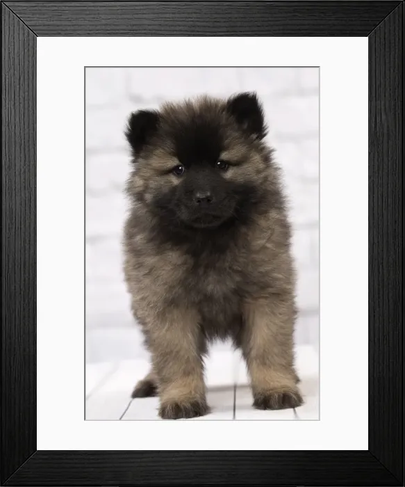 Framed Print : Picture No. 11092273 Framed Print : Picture No. 11092273
