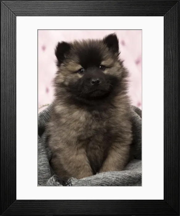 Framed Print : Picture No. 11092274 Framed Print : Picture No. 11092274