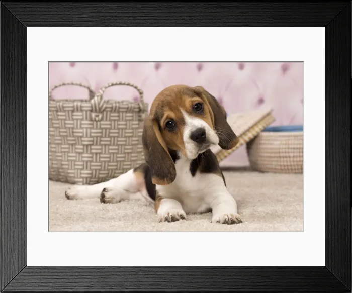 Framed Print : Picture No. 11092275 Framed Print : Picture No. 11092275