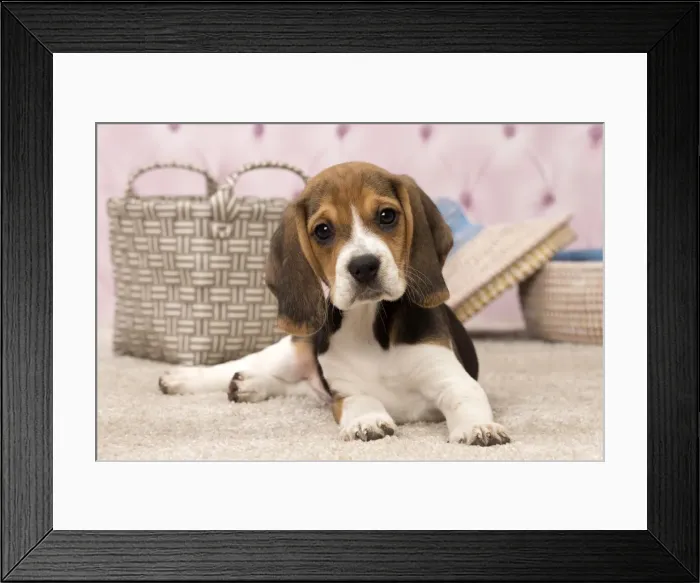 Framed Print : Picture No. 11092276 Framed Print : Picture No. 11092276