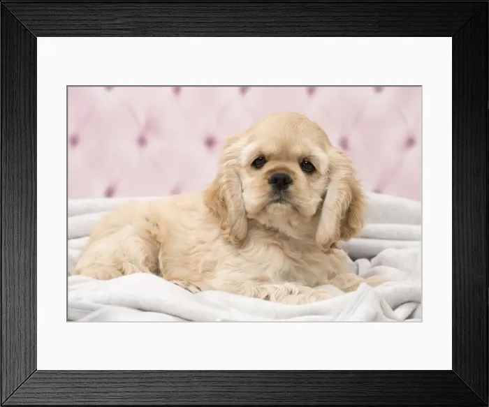 Framed Print : Picture No. 11092280 Framed Print : Picture No. 11092280