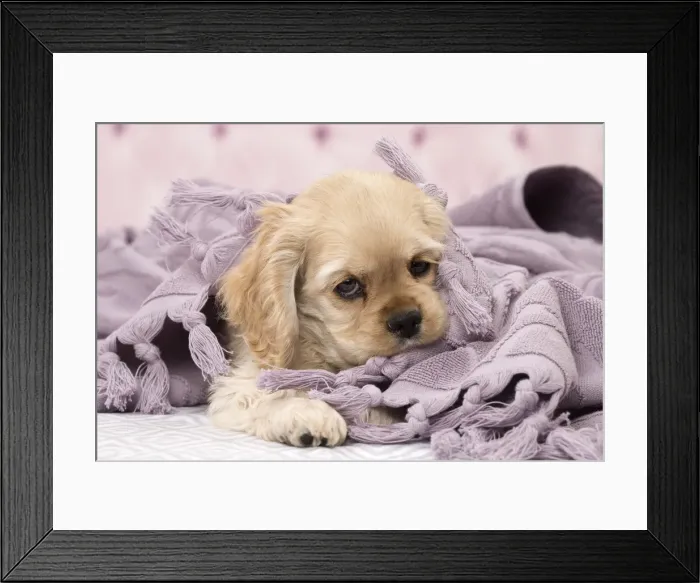 Framed Print : Picture No. 11092282 Framed Print : Picture No. 11092282