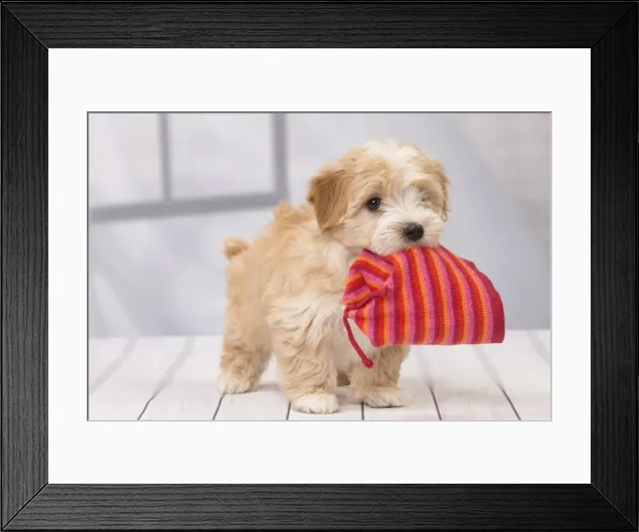 Framed Print : Picture No. 11092289 Framed Print : Picture No. 11092289