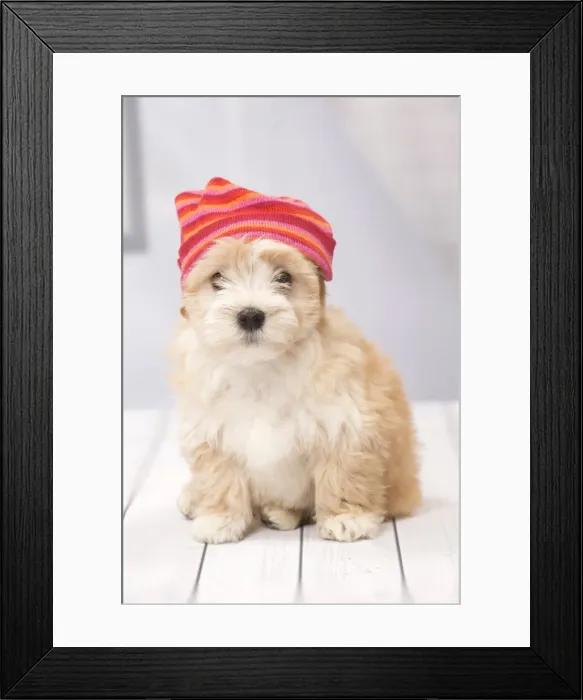 Framed Print : Picture No. 11092290