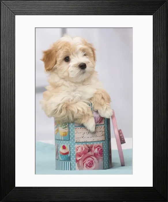 Framed Print : Picture No. 11092291 Framed Print : Picture No. 11092291