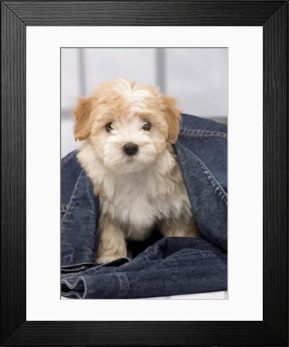Framed Print : Picture No. 11092292 Framed Print : Picture No. 11092292