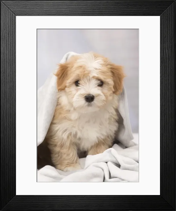 Framed Print : Picture No. 11092293 Framed Print : Picture No. 11092293