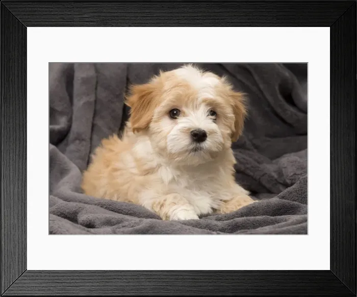 Framed Print : Picture No. 11092294 Framed Print : Picture No. 11092294