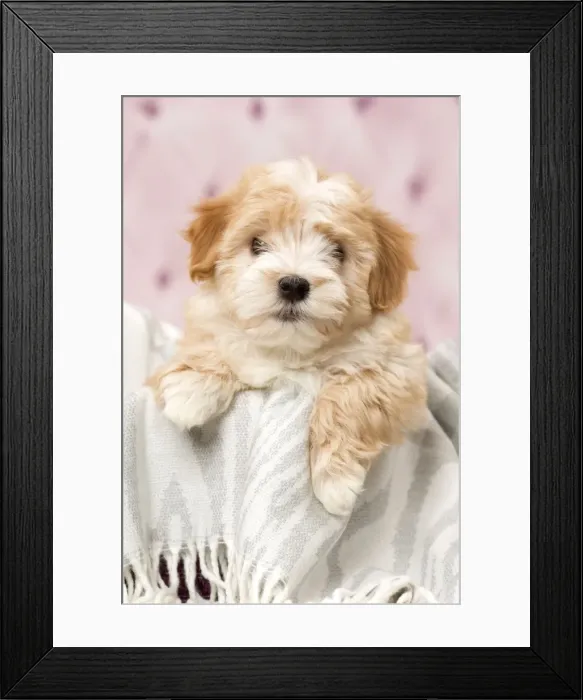 Framed Print : Picture No. 11092295 Framed Print : Picture No. 11092295