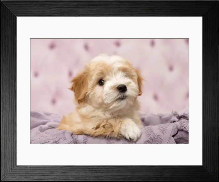 Framed Print : Picture No. 11092296 Framed Print : Picture No. 11092296