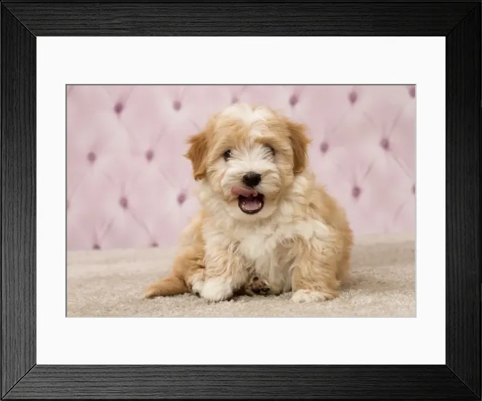 Framed Print : Picture No. 11092297 Framed Print : Picture No. 11092297