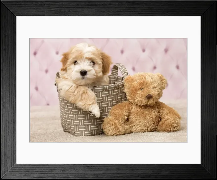 Framed Print : Picture No. 11092298 Framed Print : Picture No. 11092298