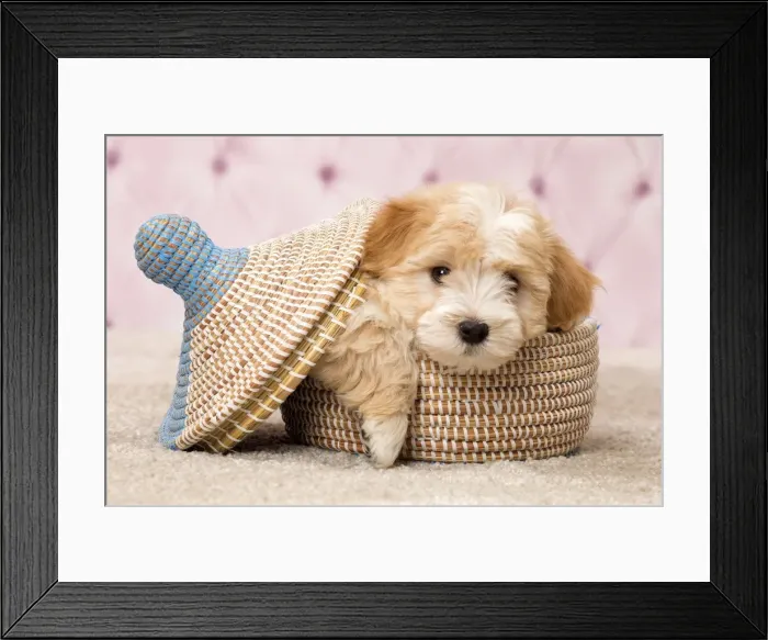 Framed Print : Picture No. 11092300 Framed Print : Picture No. 11092300