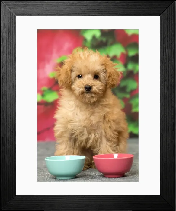 Framed Print : Picture No. 11092301 Framed Print : Picture No. 11092301