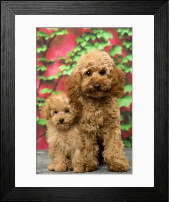 Framed Print : Picture No. 11092303 Framed Print : Picture No. 11092303