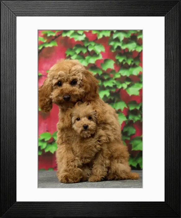 Framed Print : Picture No. 11092304 Framed Print : Picture No. 11092304