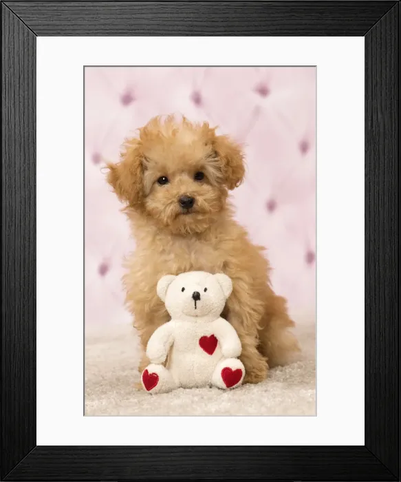 Framed Print : Picture No. 11092307 Framed Print : Picture No. 11092307