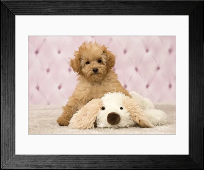 Framed Print : Picture No. 11092308 Framed Print : Picture No. 11092308