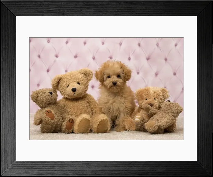 Framed Print : Picture No. 11092310 Framed Print : Picture No. 11092310