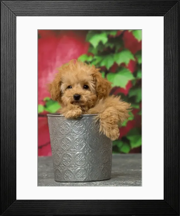 Framed Print : Picture No. 11092305 Framed Print : Picture No. 11092305