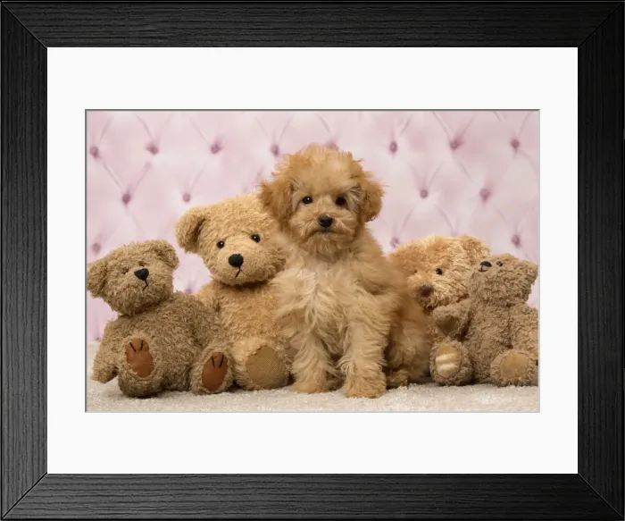 Framed Print : Picture No. 11092312