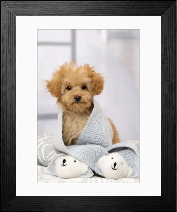 Framed Print : Picture No. 11092313 Framed Print : Picture No. 11092313