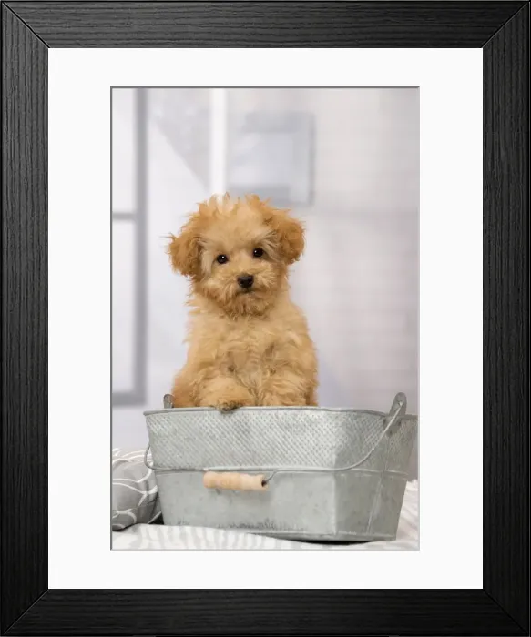 Framed Print : Picture No. 11092314 Framed Print : Picture No. 11092314