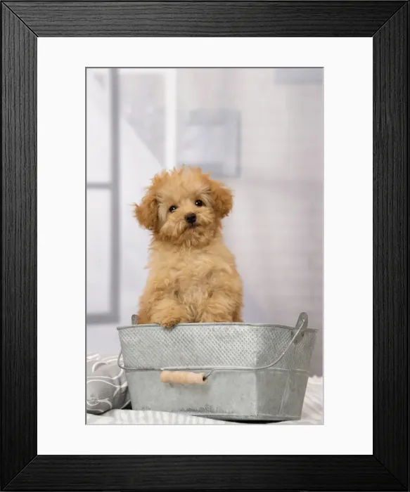 Framed Print : Picture No. 11092315 Framed Print : Picture No. 11092315