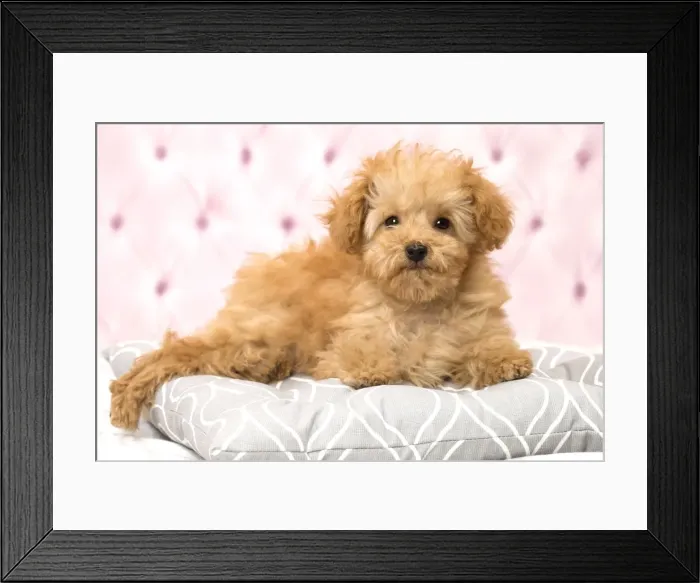 Framed Print : Picture No. 11092316 Framed Print : Picture No. 11092316