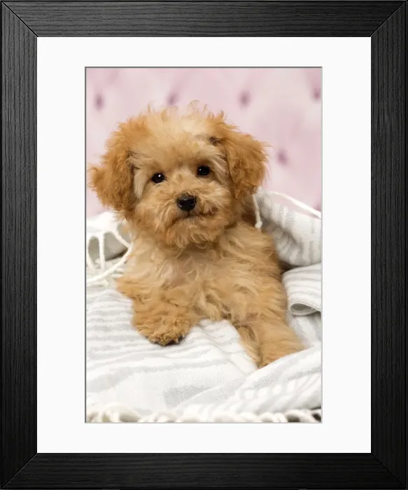 Framed Print : Picture No. 11092317 Framed Print : Picture No. 11092317