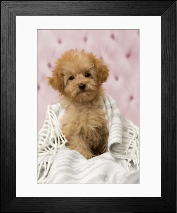 Framed Print : Picture No. 11092318 Framed Print : Picture No. 11092318