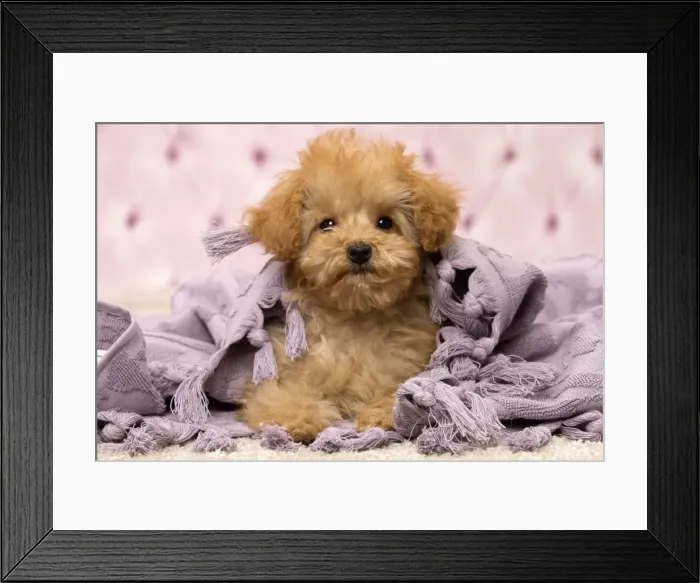 Framed Print : Picture No. 11092319 Framed Print : Picture No. 11092319