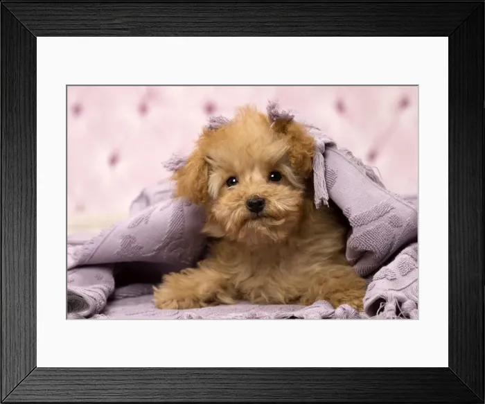 Framed Print : Picture No. 11092320 Framed Print : Picture No. 11092320