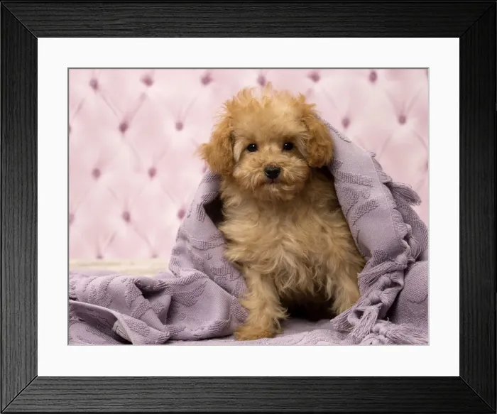 Framed Print : Picture No. 11092321 Framed Print : Picture No. 11092321