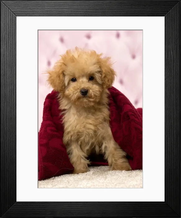 Framed Print : Picture No. 11092322 Framed Print : Picture No. 11092322