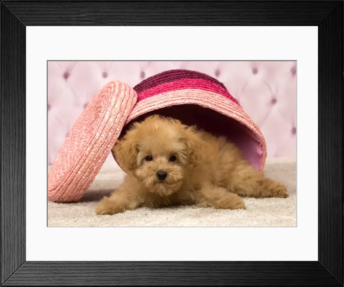 Framed Print : Picture No. 11092323 Framed Print : Picture No. 11092323